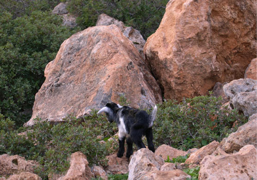 Wandern auf Kreta: Junge Ziege in den Bergen